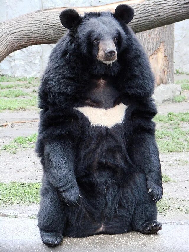 Медведь с белой грудкой фото Asian black bear - Wikipedia
