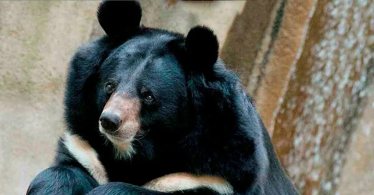 Медведь с белой грудкой фото Гималайский белогрудый медведь Пикабу