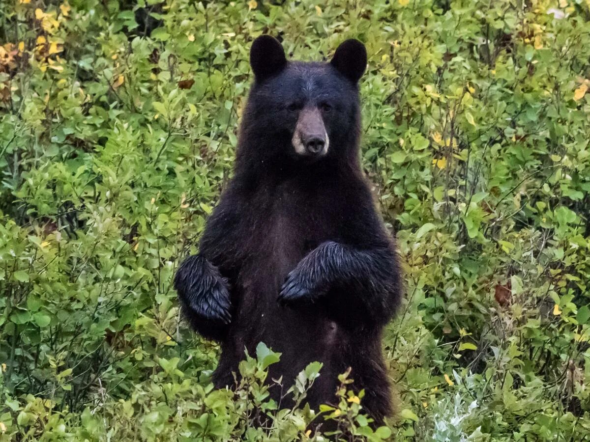 Медведь с белой грудкой фото What to do - and what not to do - if you're attacked by a bear
