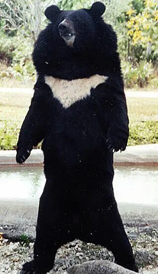 Медведь с белой грудкой фото Asian Black Bear - Moon, White Chested Bear - FactZoo.com Asian black bear, Blac