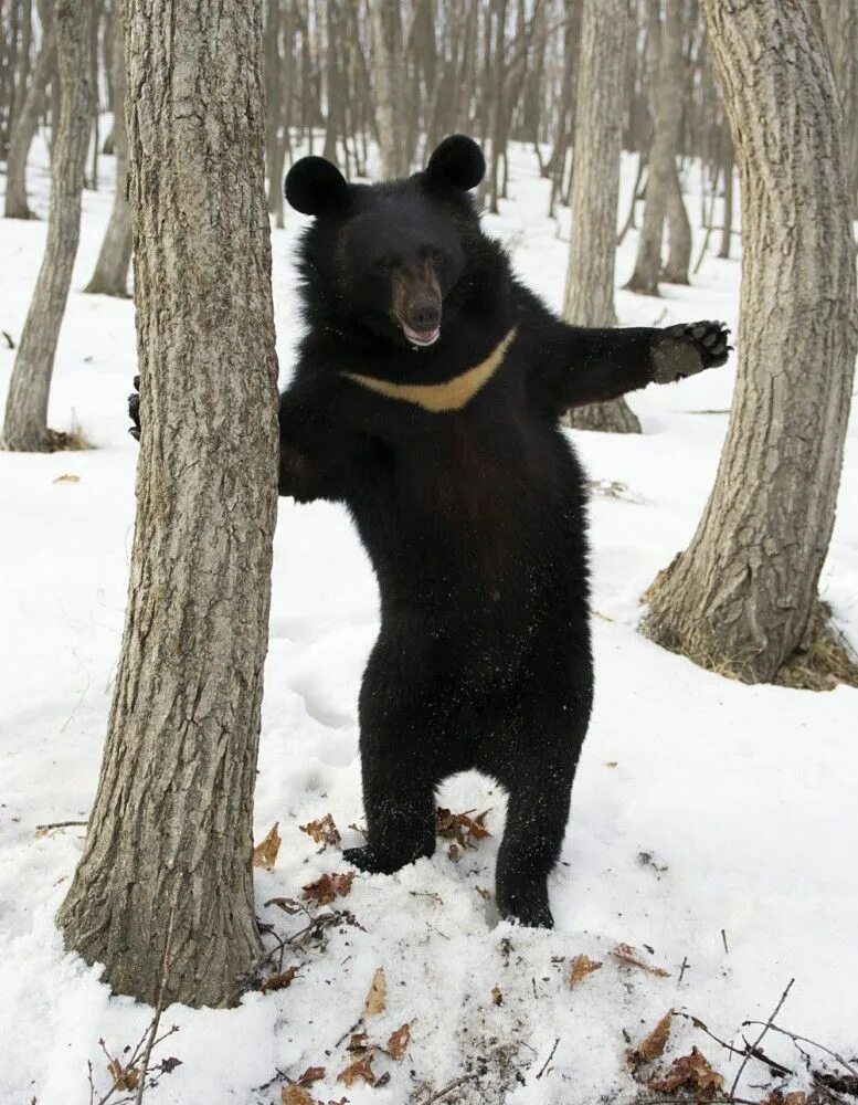 Медведь с белой грудкой фото Дикая природа России. Moon bear, Black bear, Bear stuffed animal
