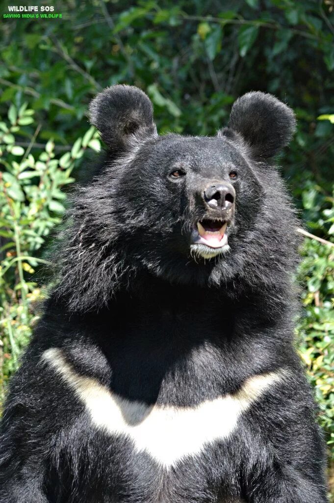 Медведь с белой грудкой фото Meet Julie an Asiatic Black Bear, rescued by WSOS. Her mother had abandoned her 
