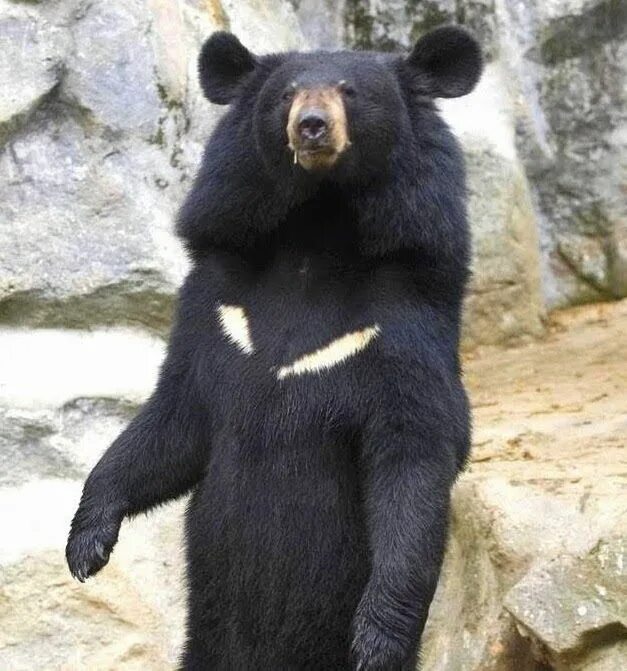 Медведь с белой грудкой фото Ursos, Mamíferos, Animais