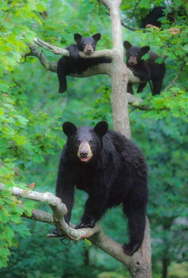 Медведь с белой грудкой фото Bill Lea Black Bear Family American black bear, Black bear, Bear