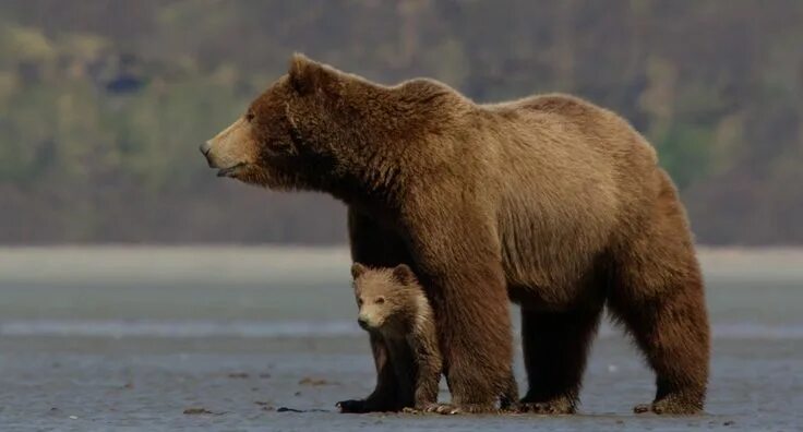 Медведь с боку фото Bear pose Bear, Brown bear, Bear gallery
