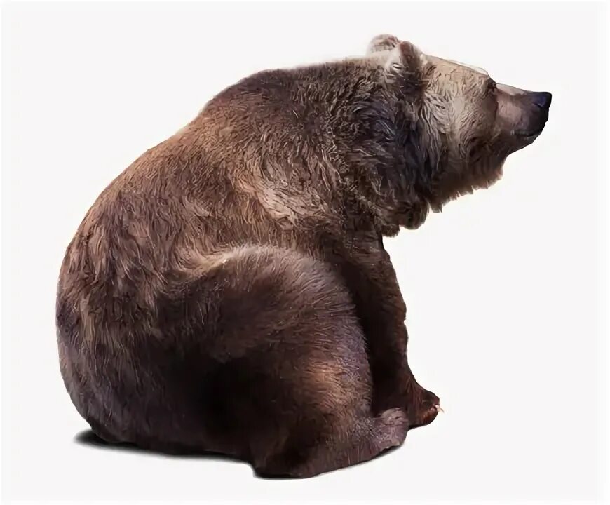 Медведь с боку фото Bear Sitting Изображения: просматривайте стоковые фотографии, векторные изображе
