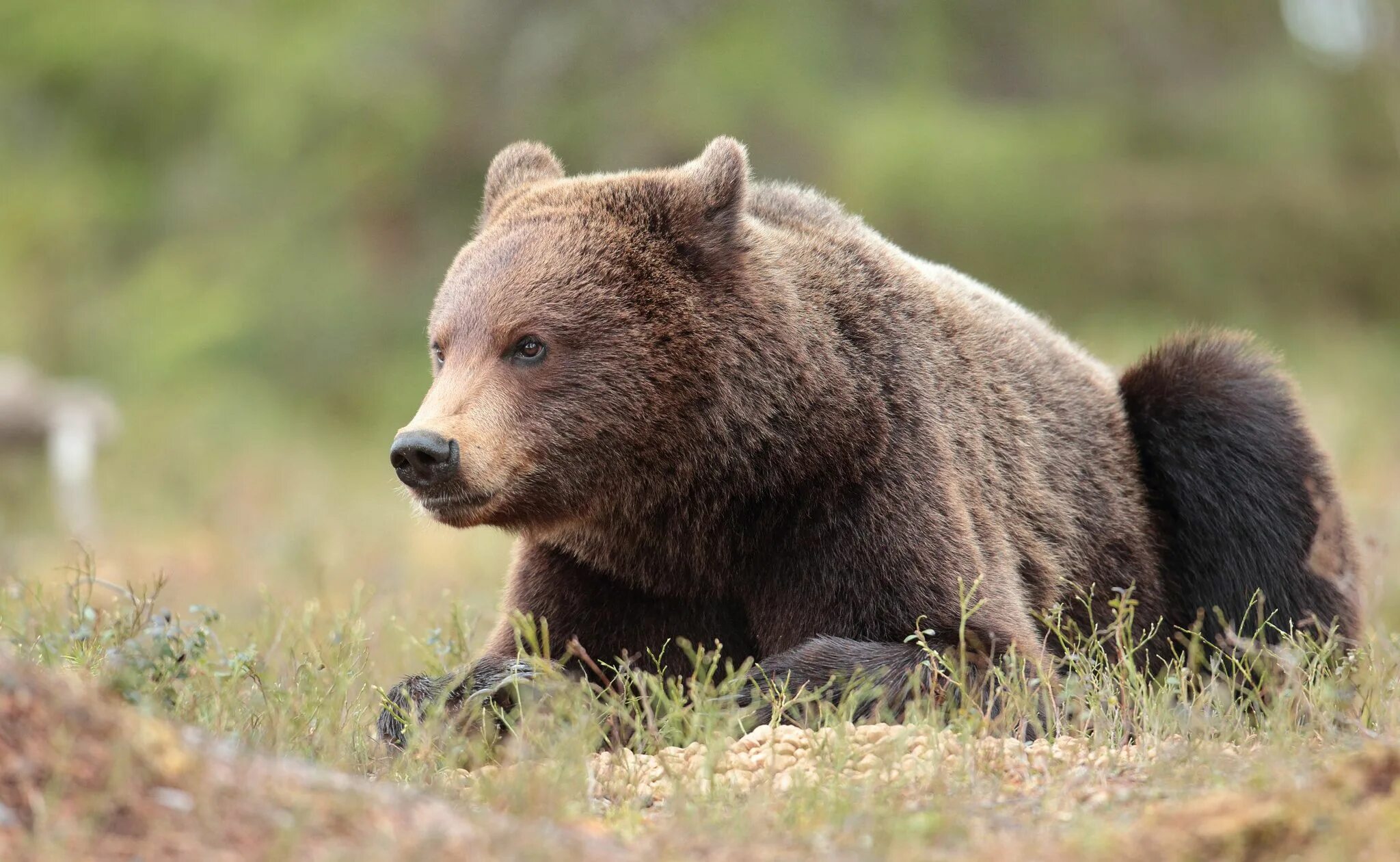 Медведь с боку фото Brown bear in the Taiga forest Brown bear, Bear, Animals