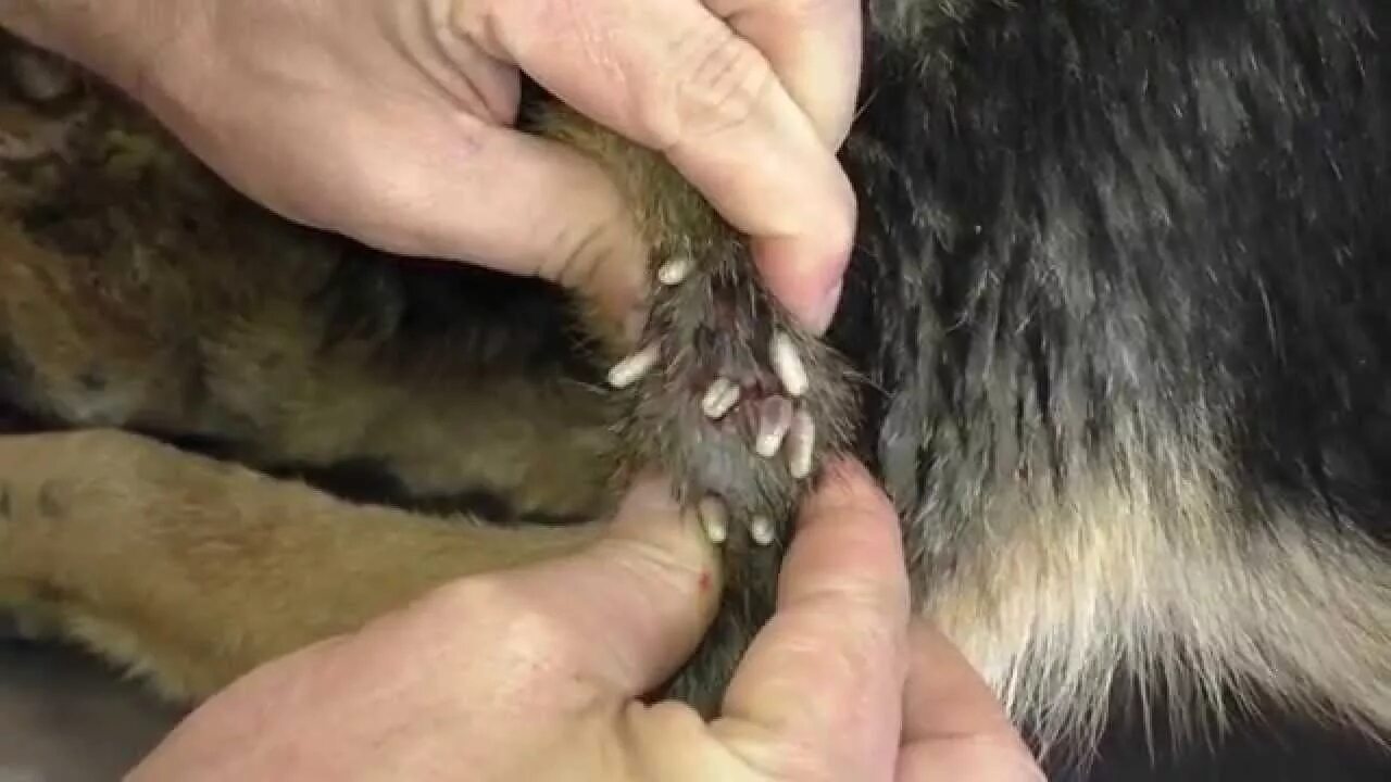 Медведь с глистами из заднего прохода фото "Venus": A Mangoworm spot - Not for Trypophobes - YouTube