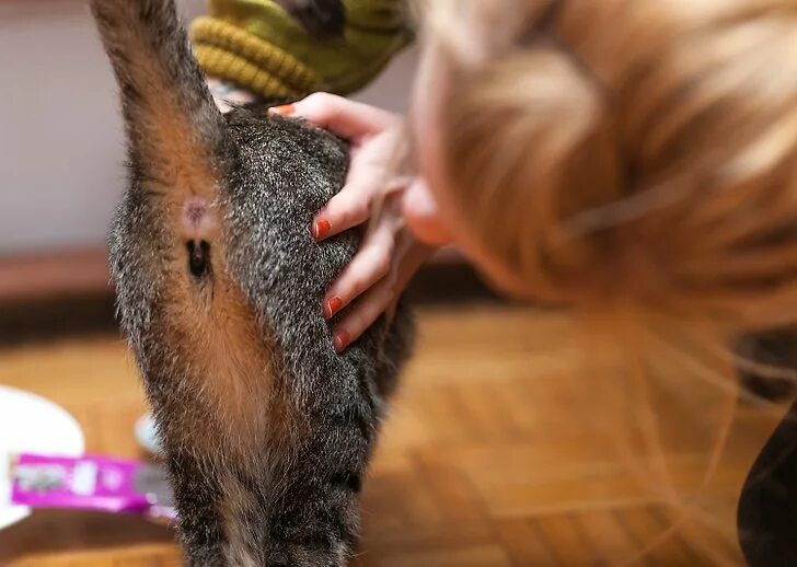Медведь с глистами из заднего прохода фото Глисты у кошек: симптомы инвазии, фото паразитов с названиями и описанием, лечен