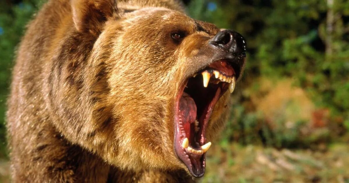 Медведь с открытой пастью фото A Wall Street bear warns 'bad things are about to happen,' and a recession is on