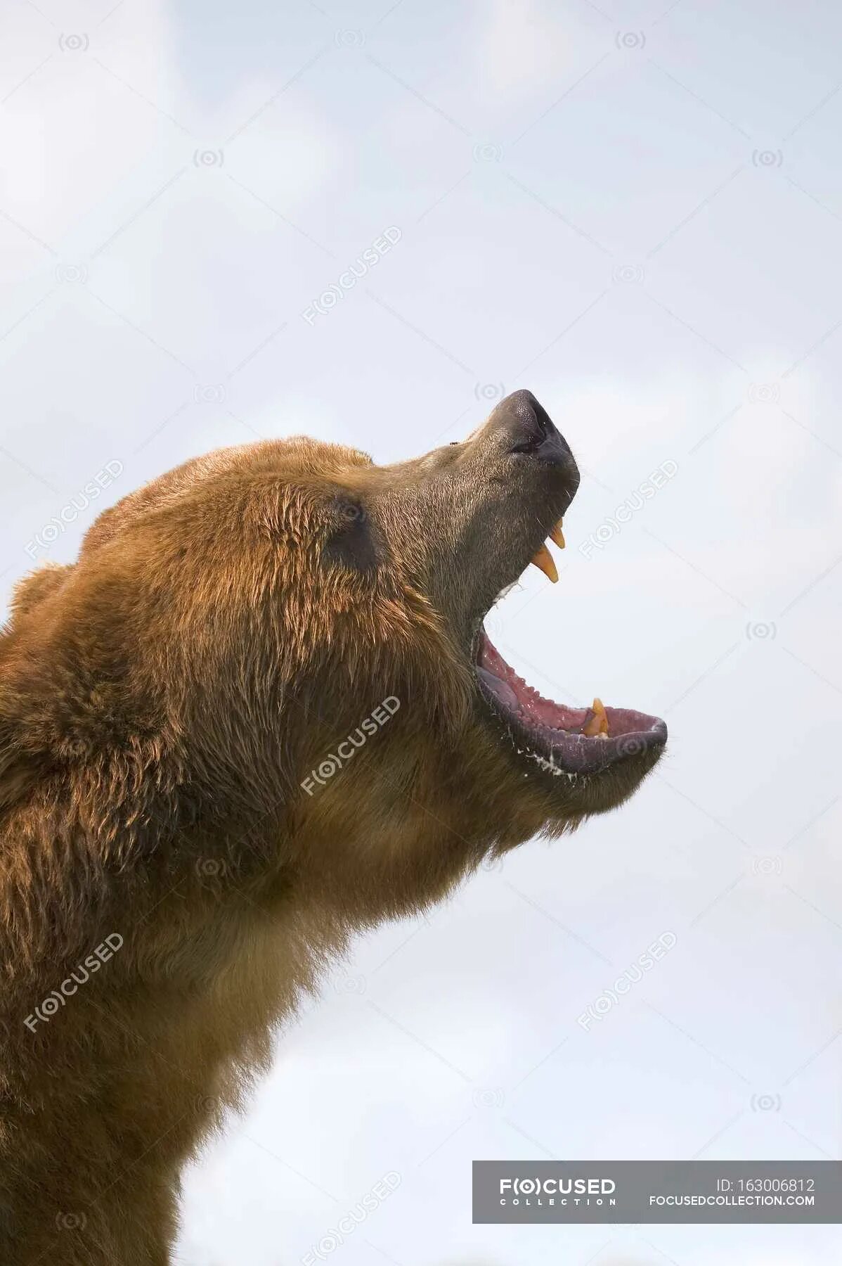Медведь с открытой пастью фото Медведь с открытым ртом - Фауна, Фон - Stock Photo #163006812