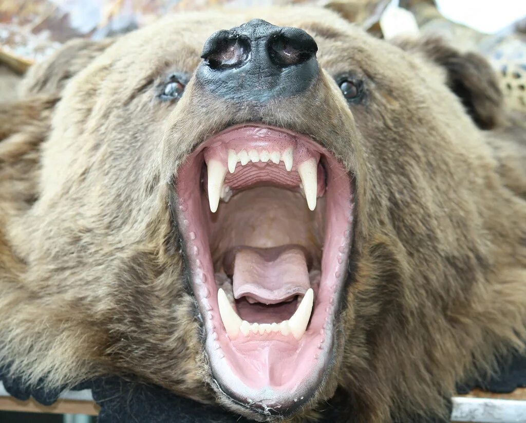 Медведь с открытой пастью фото Grizzly Bear Head Credit: Bill Butcher/USFWS U.S. Fish and Wildlife Service Nort