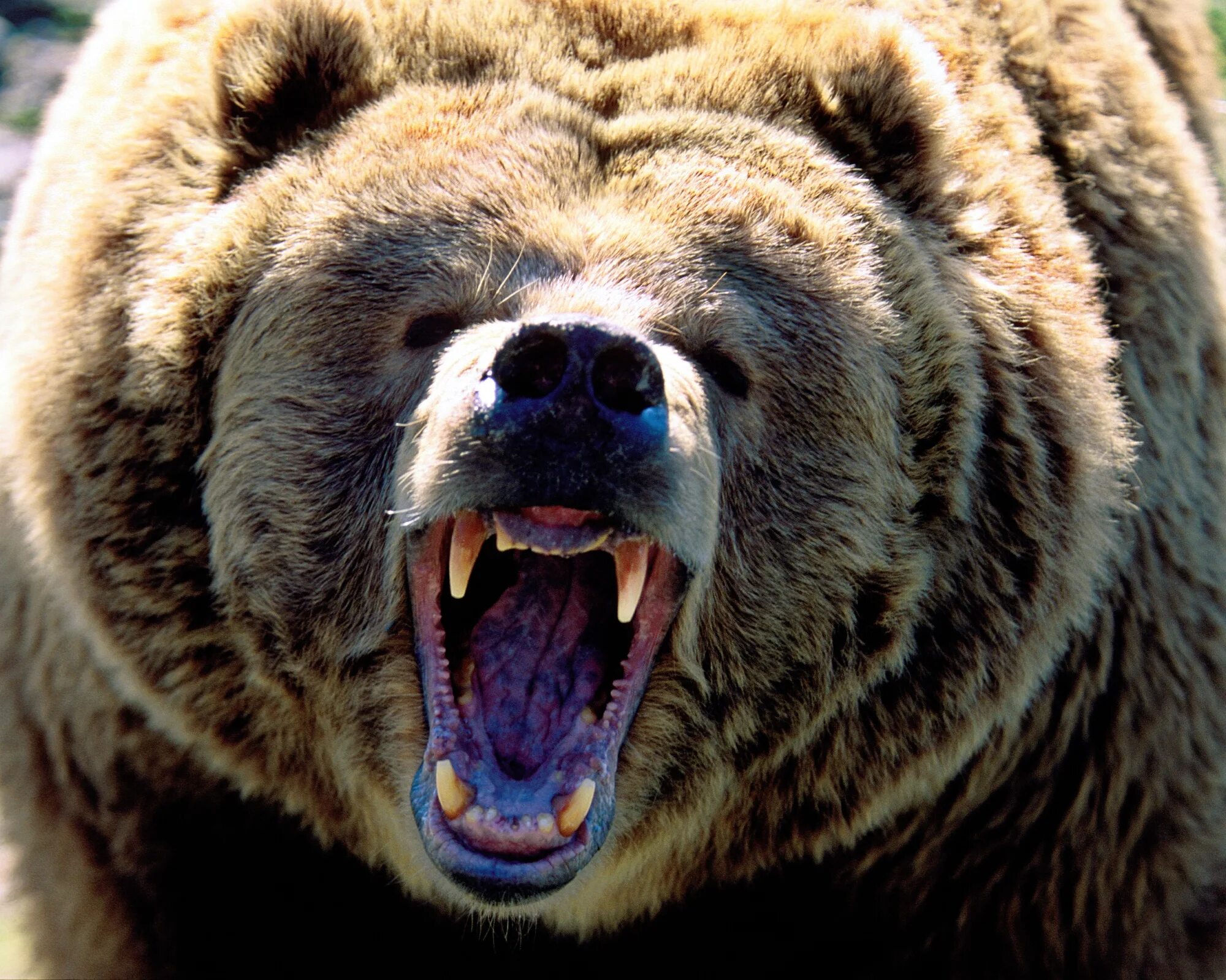 Медведь с открытой пастью фото European Equity Bears Are Growling Again - Bloomberg