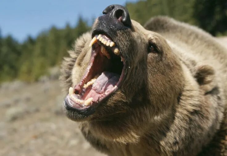 Медведь с открытой пастью фото brown/grizzly bear roar Bear, Scary animals, Grizzly bear