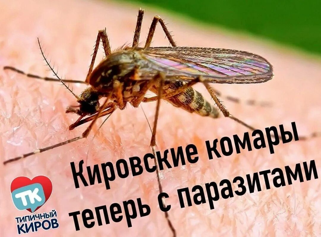 Медведь с паразитами фото В Кировской области комары заражают паразитами ТИПИЧНЫЙ КИРОВ Фотострана Пост № 