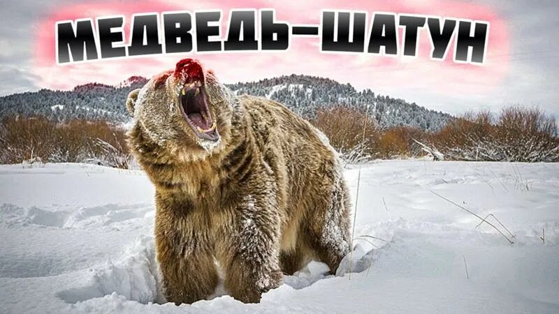 Медведь шатун фото Ответы Mail.ru: Почему в последние годы (зимы) в России всё чаще стали встречать