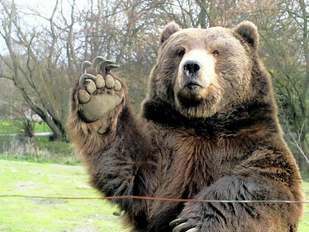 Медведь шатун фото Waving Bear From a place in western Washington where you c. Flickr