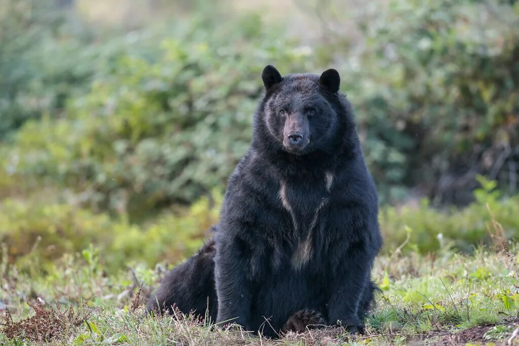 Медведь сидит фото Curly This was the bear that walked up and licked the fron. Flickr