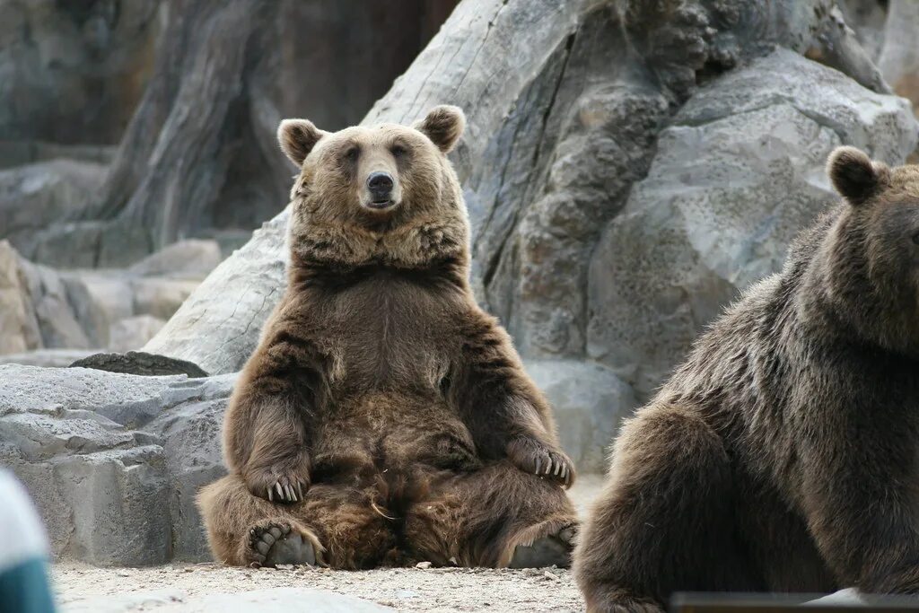 Медведь сидит фото Sitting bear Manuel J. Prieto Flickr
