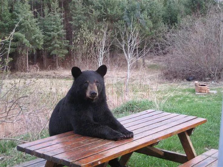 Медведь сидит фото Bears Sitting at Picnic Table Black bear, Bear, Funny bears