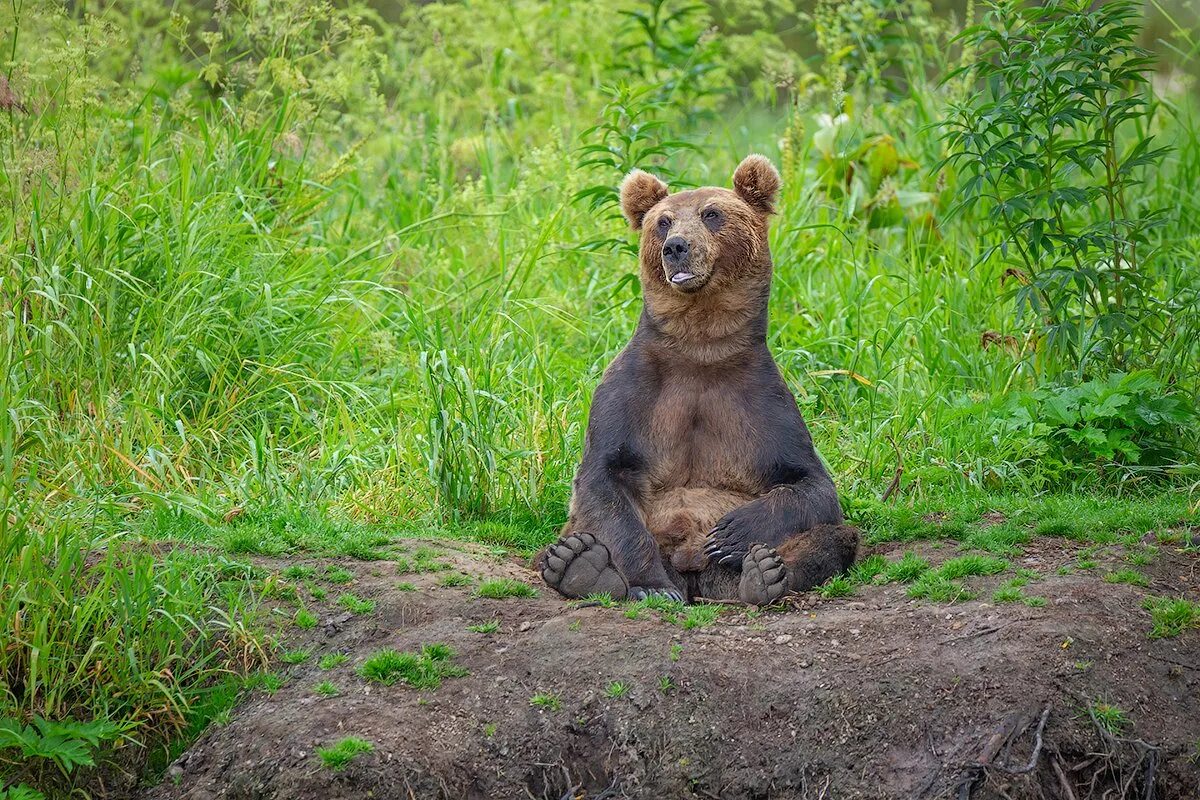Медведь сидит фото Сижу дома. Фотограф Денис Будьков