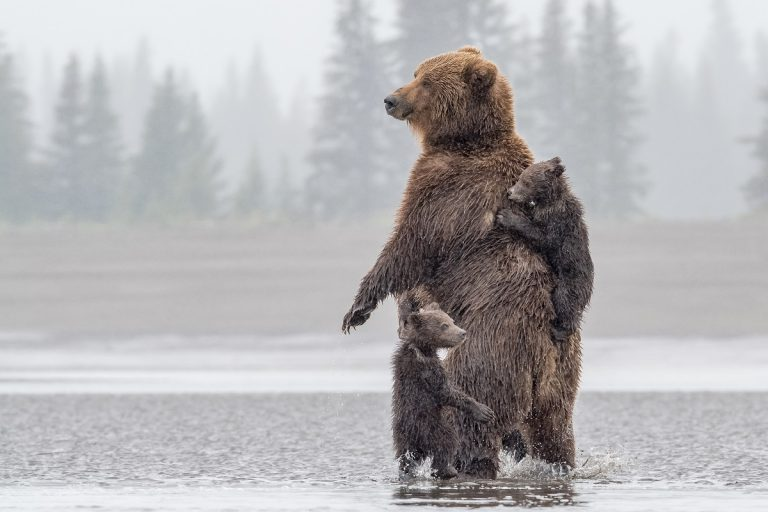 Медведь стоит на задних лапах фото What's the Difference Between Grizzly Bears and Brown Bears? Brown bear, Grizzly
