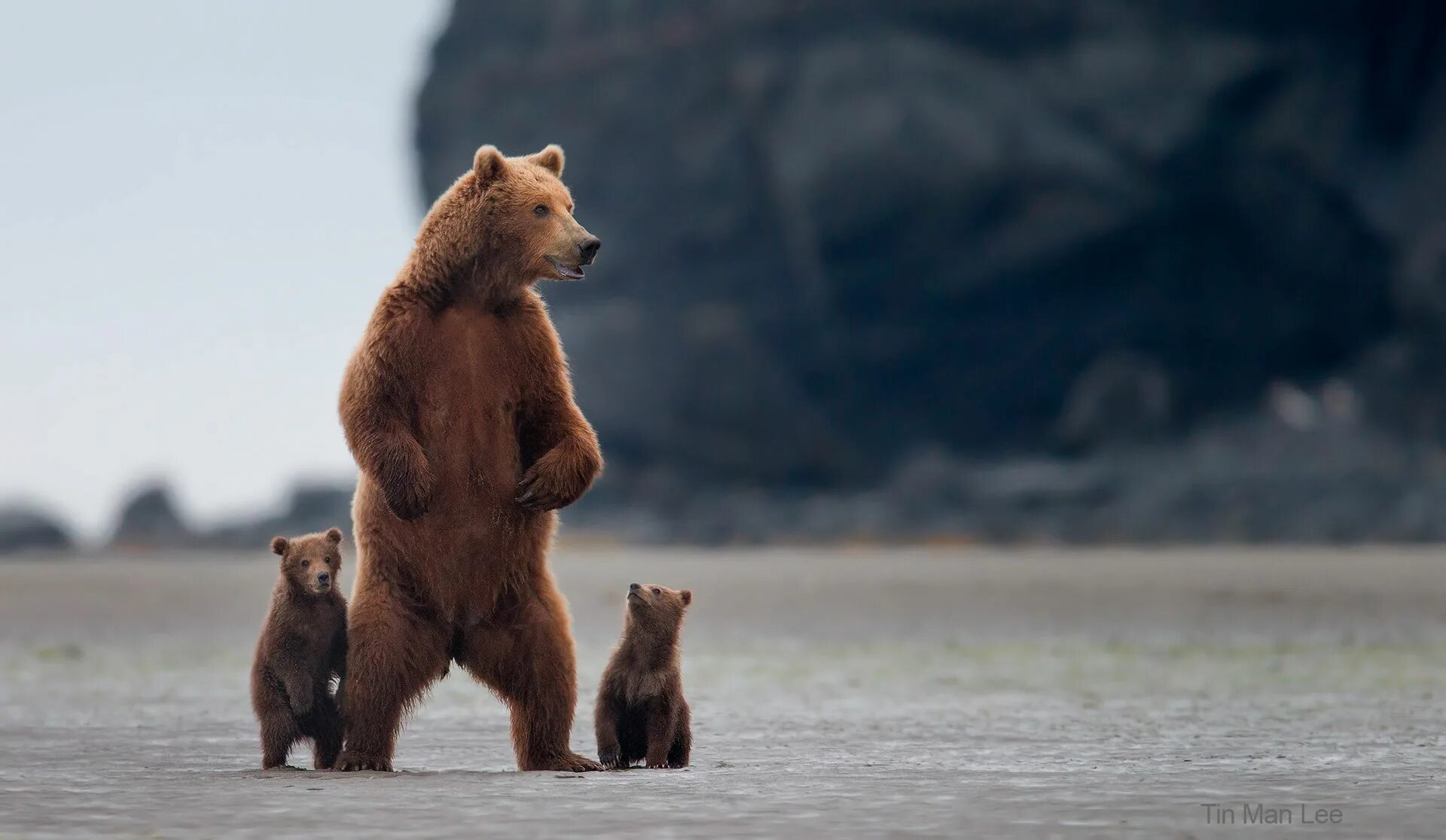 Медведь стоит на задних лапах фото https://tinmanlee.com