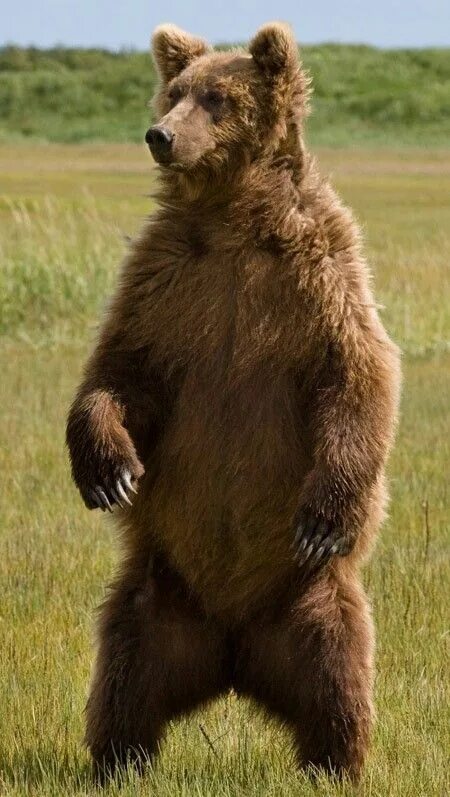 Медведь стоит на задних лапах фото 10 популярных идей на тему "bear standing" для вдохновения