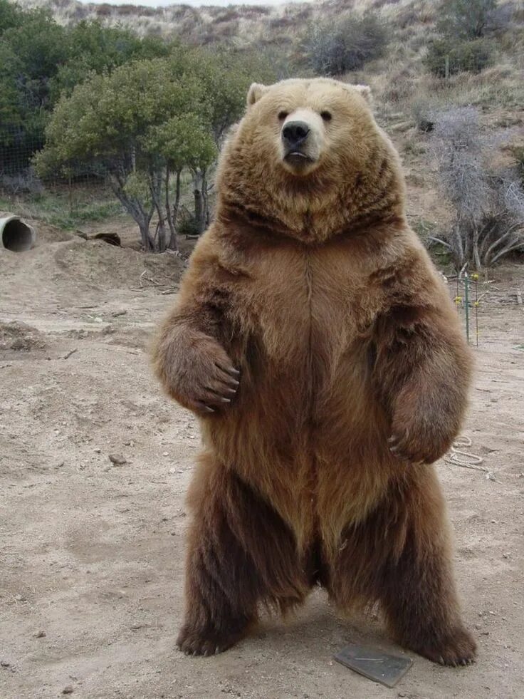 Медведь стоит на задних лапах фото Pin on OG BEAR Bear, Grizzly bear, Kodiak bear