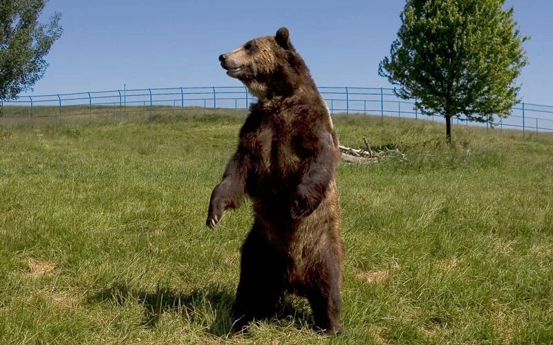 Медведь стоит на задних лапах фото Hungry bear crashes in runaway car - Offbeat - Emirates24 7