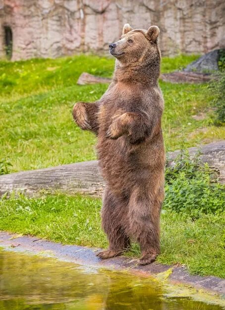 Медведь стоит на задних лапах фото страница 12 Фото Bear животное, более 44 000 качественных бесплатных стоковых фо