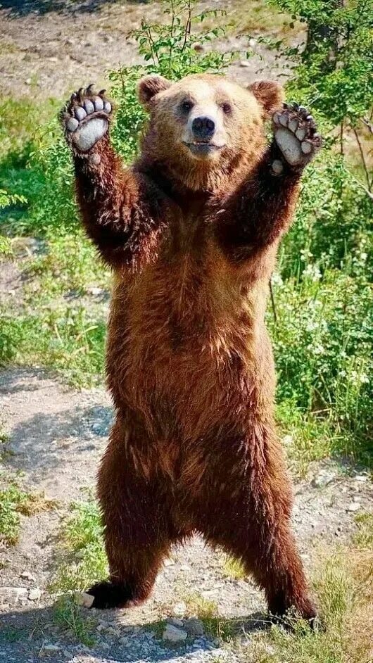 Медведь стоит на задних лапах фото Pin von Judy Crum auf ALaSkA! BeaRs...GrrR! (& others) Tierbilder, Tiere, Wilde 