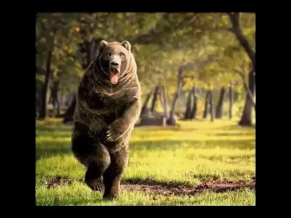 Медведь стоит на задних лапах фото REEL La Lupa arte digital - YouTube
