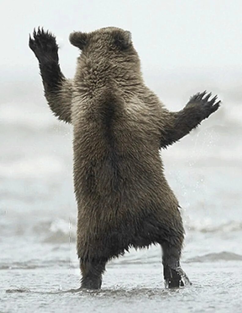 Медведь танцует фото Bear Jazz Hands - Album on Imgur