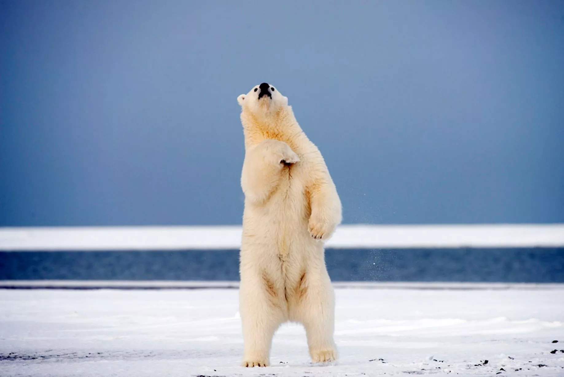 Медведь танцует фото Dancing Polar bears - Mirror Online