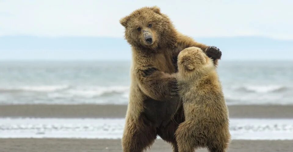 Медведь танцует фото 2015 National Geographic Photo Contest, Part II - The Atlantic
