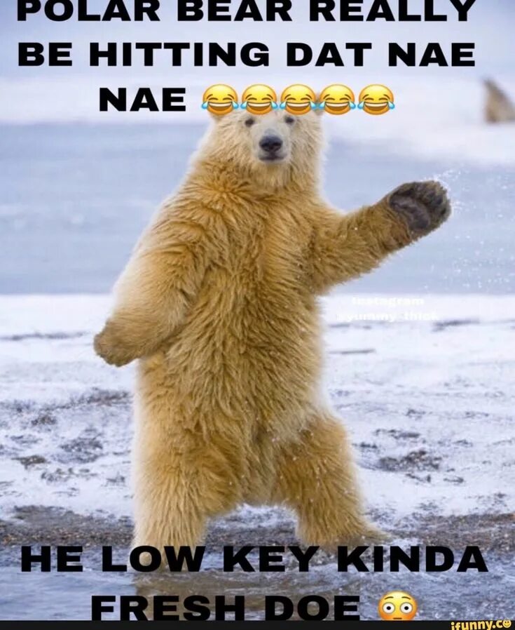 Медведь танцует фото POLAR BEAR REALLY BE HITTING DAT NAE - iFunny :) Funny dance memes, Polar bear, 