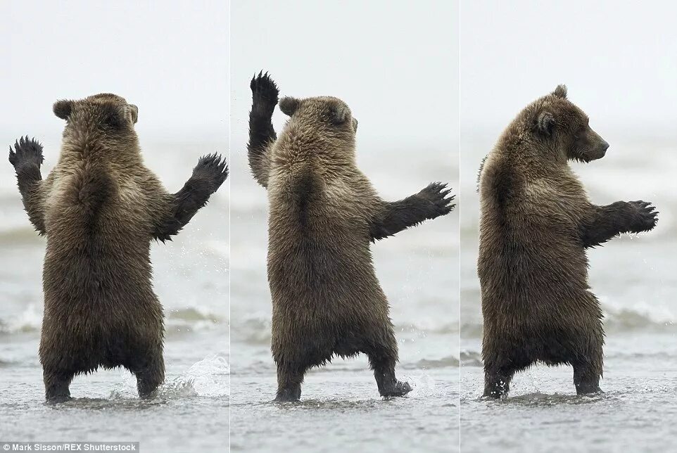 Медведь танцует фото Brown bear cub in Alaska pictured throwing some shapes for the gulls Daily Mail 