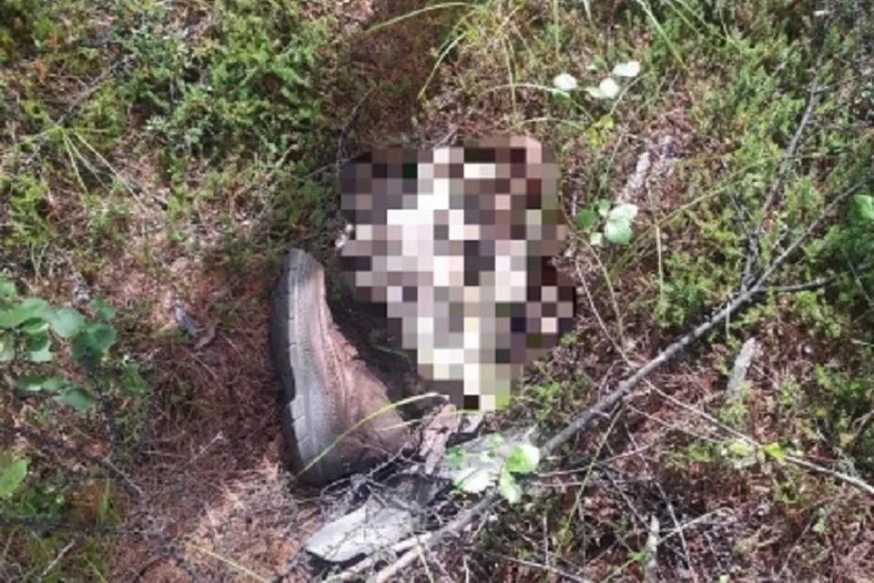 Медведь убил человека фото Следком Магаданской области просит помощи в опознании погибшего мужчины - KP.RU
