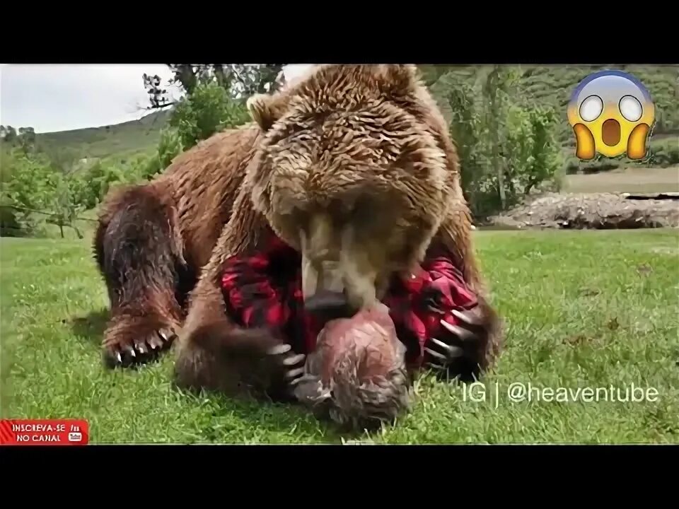 Медведь убил фото Last thing you have watched on YouTube? :: Off Topic