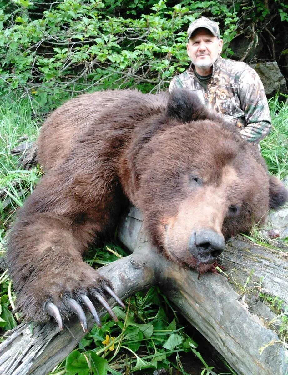 Медведь убил фото Медведь весом в 1 тонну: найдено 89 изображений