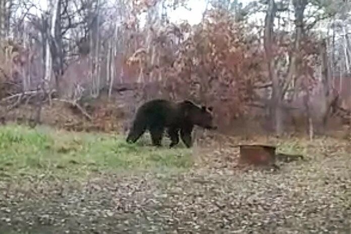 Медведь убил собак фото В Свободненском районе медведь растерзал собаку: Яндекс.Новости