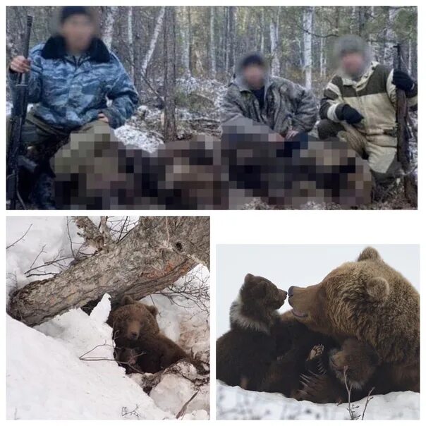 Медведь убил собак фото Poachers killed a bear and cubs for fun. After they went home with the loot, the