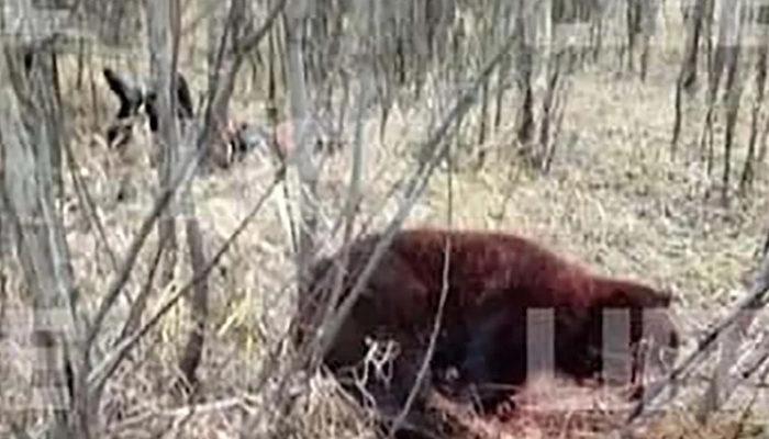 Медведь убил собак фото Kan donduran olay! Arkadaşını öldüren ayıyla dövüşen Rus boksörün durumu ağır - 