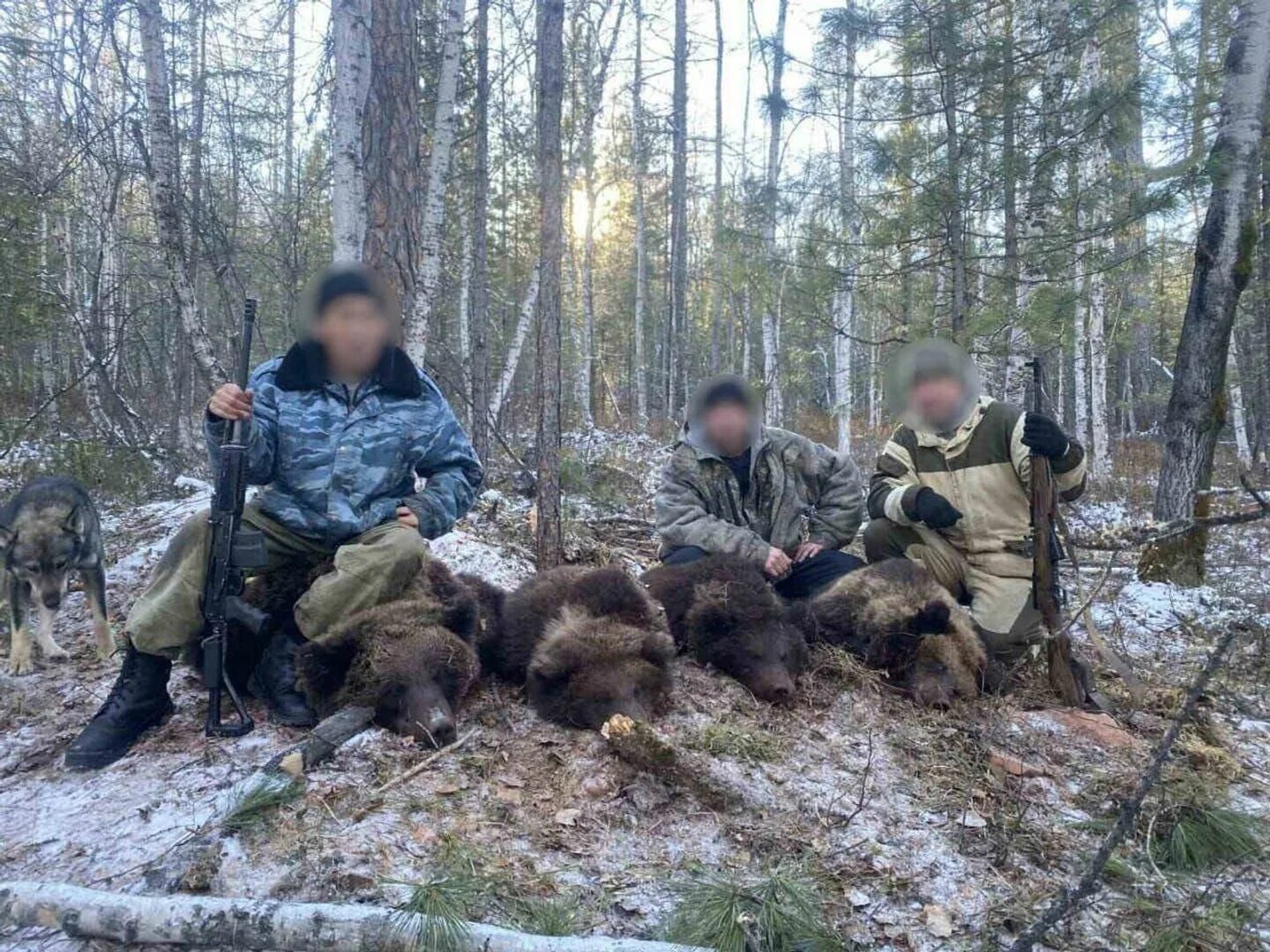 Медведь убил собак фото Красная книга в меню: как браконьеры поставляют мясо в элитные рестораны - РИА Н