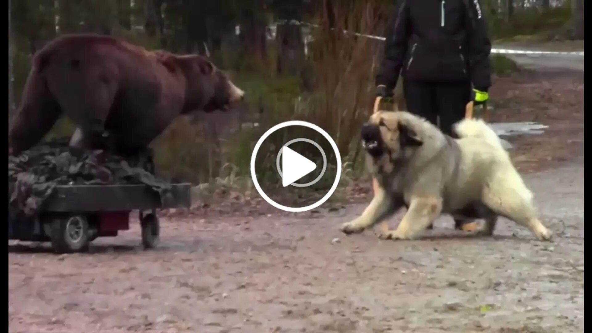 Медведь убил собак фото KAFKAS COBAN KOPEGi vs AYI - CAUCASiAN SHEPHERD DOG vs BEAR