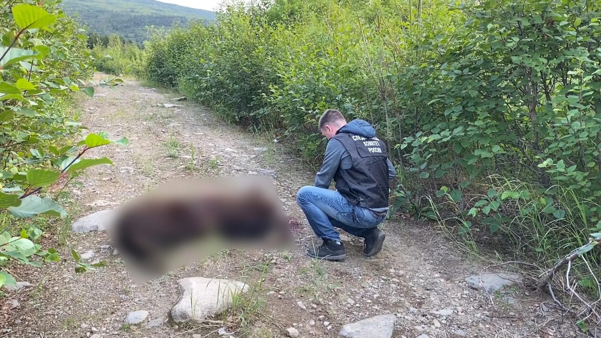Медведь убил собак фото Медведь напал на людей: последние новости на сегодня, самые свежие сведения ФОНТ