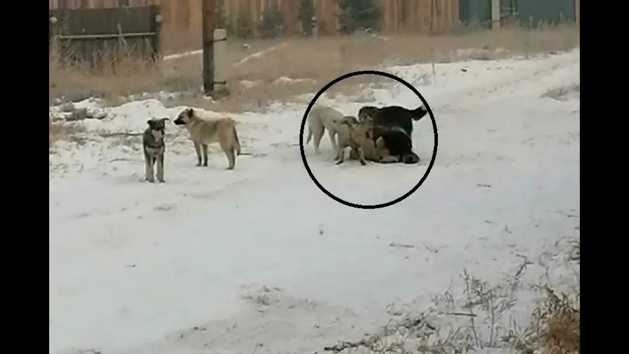 Медведь убил собак фото Бездомная кошка набросилась на женщину и нанесла ей серьезные травмы - YouTube