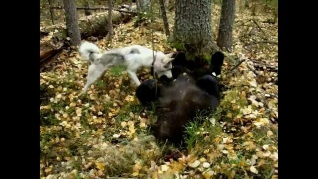 Медведь убил собак фото Мои ходовые охоты с собакой . Охота на соболя, на барсука. Медведь. Лось. Салки 