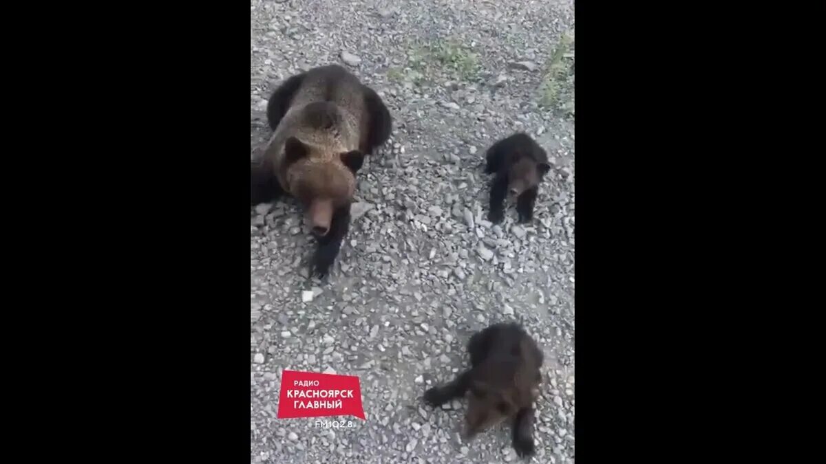 Медведь убил собак фото Житель Красноярского края покормил медведей бубликами Проспект Мира Дзен
